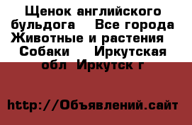Щенок английского бульдога  - Все города Животные и растения » Собаки   . Иркутская обл.,Иркутск г.